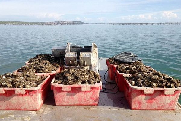 Leucate (Aude) - les ostréiculteurs préparent leurs huîtres sur le bassin - octobre 2015.