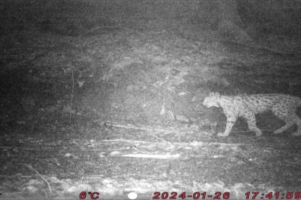 Plusieurs lynx ont été aperçus dans les forêts du Morvan ces derniers mois.