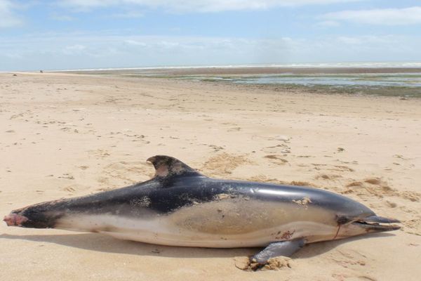 Dauphin commun échoué sur l'île de Ré