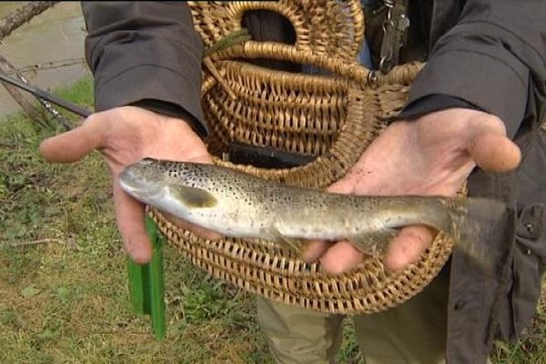 La truite, partenaire de jeu du pêcheur