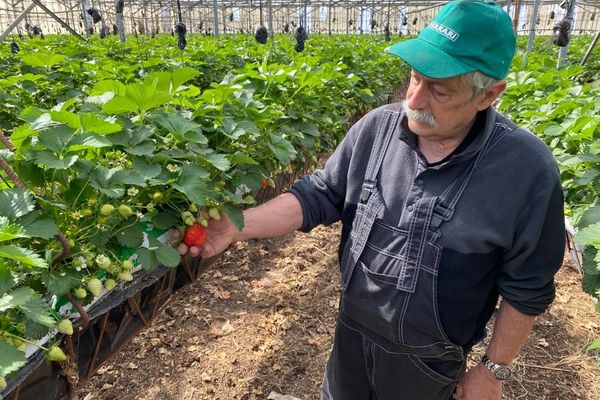 Jean-Pierre Clérissi cultive les fraises de Carros depuis plus de 45 ans.