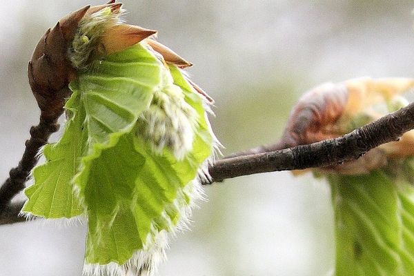 Quand les bourgeons hésitent encore à s'épanouir