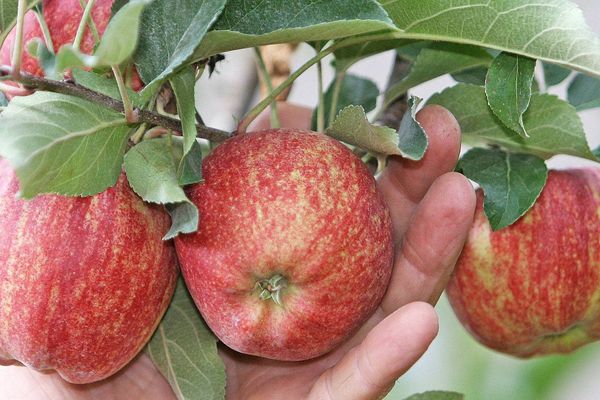 Selon le dicton "Une pomme par jour éloigne le médécin". Hélas, c'est l'un des fruits les plus contaminés par les pesticides.