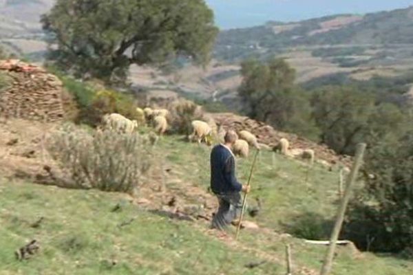 Dans les Pyrénées-Orientales, six vignerons ont introduit des brebis pour désherber leurs vignes. Une opération suivie par des scientifiques du CNRS