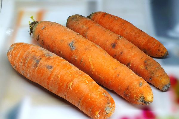 Justice. C'est cuit pour les producteurs de carottes de Créances