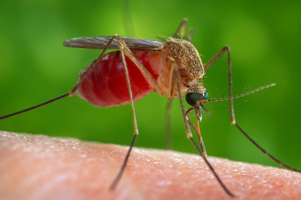 Le moustique du genre Culex, corps jaune et marron, transmet le virus West Nile qui peut provoquer de la fièvre, des douleurs et des maux de tête.