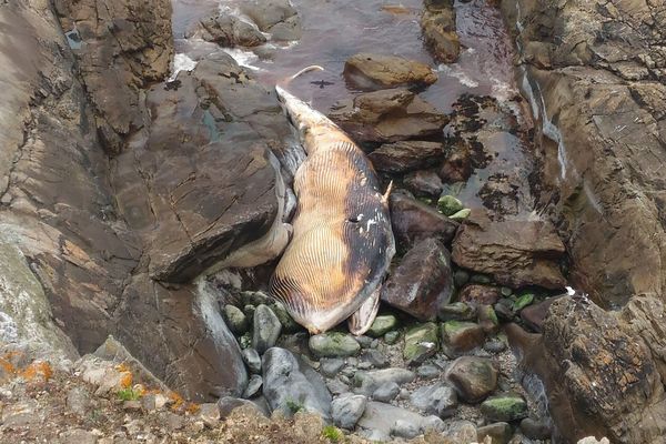 Le rorqual échoué sur la grève à Ouessant