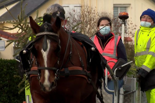 La collecte des sapins de Noël se fait à cheval à Thouars