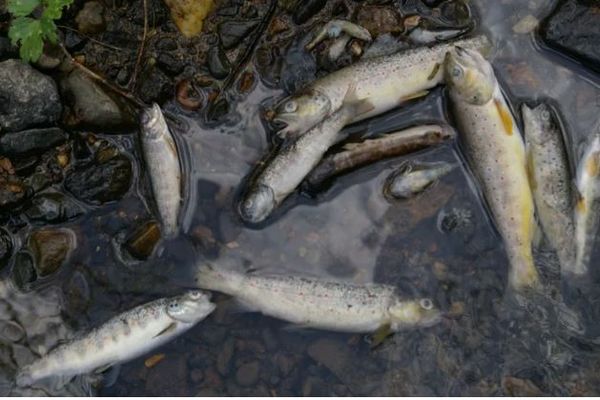 Des centaines de poissons ont été retrouvés morts dans le Jaudy