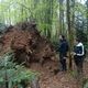 Souches et arbres morts en libre évolution dans la forêt des Vosges, propriété de l'association "Etats Sauvages "