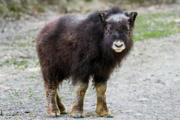 Deux boeufs musqués sont nés au parc zoologique de Mulhouse en mai et juin 2022.