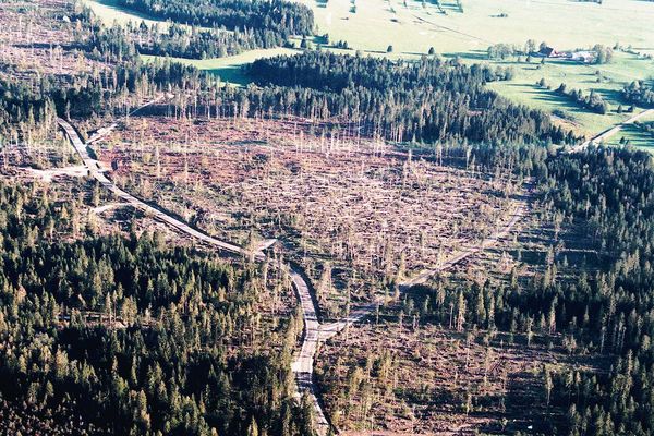 Fin 1999, les tempêtes Lothar et Martin déciment des pans entiers de forêts dans le massif du Jura.