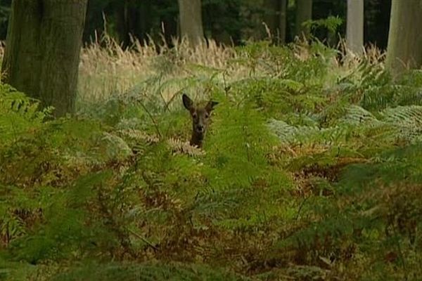 Les balades en forêt seront à nouveau autorisées à l'occasion du déconfinement, en ce lundi.