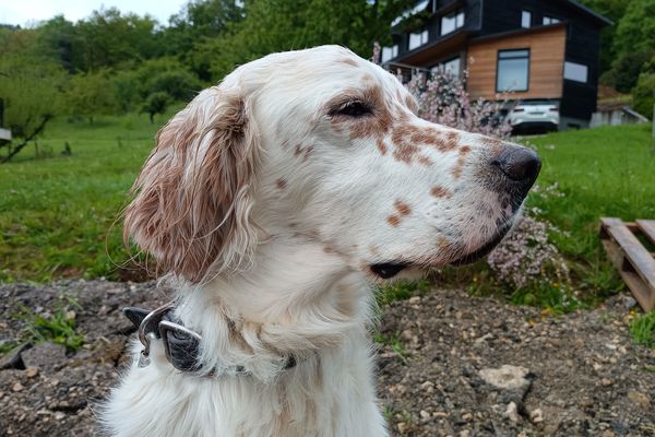 Nino, le chien de Julien l'accompagne sur les chantiers et garde son air sérieux pour superviser l'avancement des travaux.