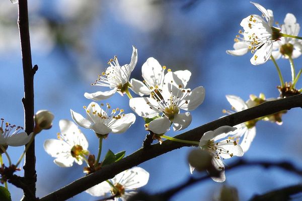 Un week-end printanier ? Oui, selon Météo France.