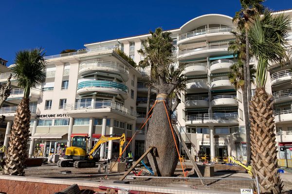 Sur la Promenade des Bains, le Chorisia insignis a été installé.