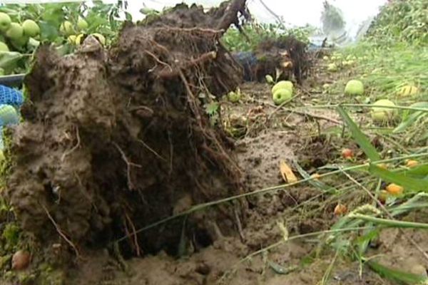 Des arbres de huit ans arrachés par le vent