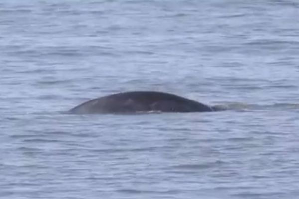 Une baleine boréale à Ostende ce vendredi.