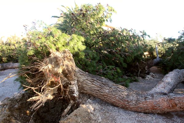 Un arbre déraciné par la tempête Klaus en janvier 2009, image d'illustration.