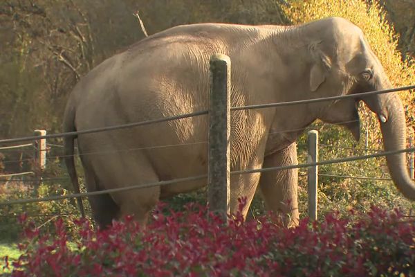 Après des années dans les cirques et les zoos, les éléphants ne sont plus aptes à la vie sauvage.