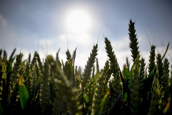 Les faibles précipitations de l'hiver n'ont pas permis aux nappes phréatiques de se recharger. Le Poitou-Charentes n'avait pas connu une telle situation depuis 2005.