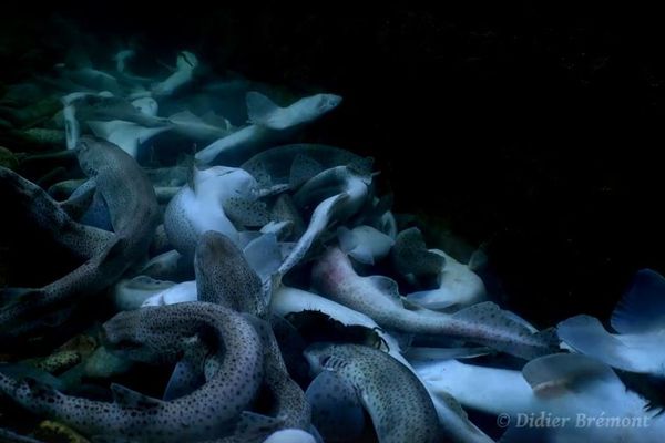 Dans la vidéo de Didier Brémont, des dizaines de petites roussettes mortes gisent dans le port de Perros-Guirec