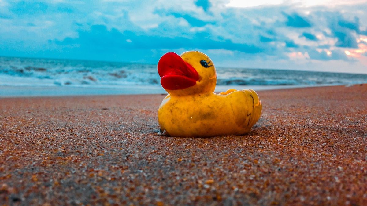 Amboise : une Duck Race sans canard en plastique dans la Loire