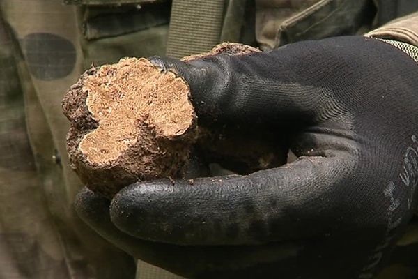 Dans la Marne, la production de truffe d'Automne est modeste, entre 200 et 300 kilos les bonnes années.
