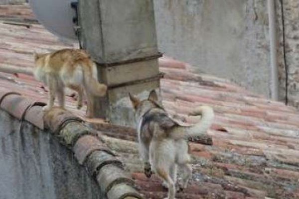 Chiens errants sur les toits des maisons de Bauduen (Var). 