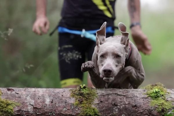 La première Cani-Ninja a eu lieu en Dordogne