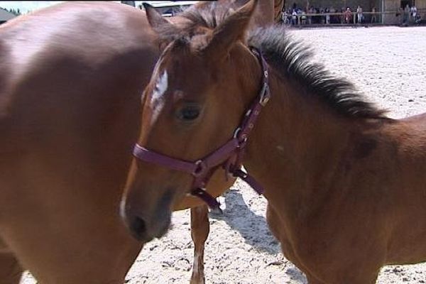 A Ecleux, concours de chevaux et présentation de poulinières avec leurs poulains...