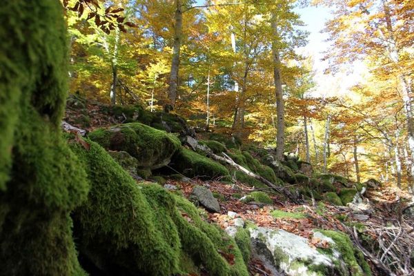 Une pétition en ligne réclame un "accès responsable" à la nature durant le confinement. 