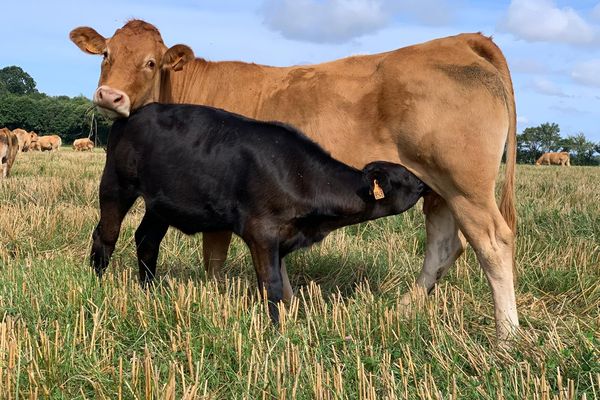 La ferme expérimentale de Thorigné-d'Anjou s'est déjà fait connaître pour élever un troupeau limousin bio en autonomie alimentaire depuis plus de vingt ans.