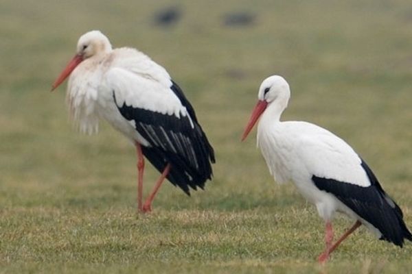 Les couples de cigognes sont formés pour la vie