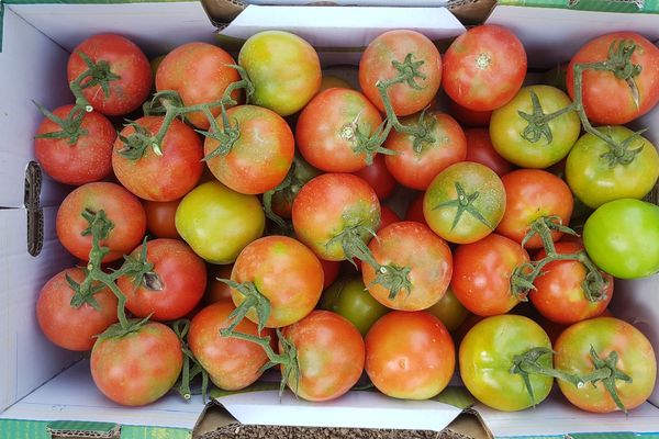 L'histoire de la tomate - Tomates et concombres de nos régions