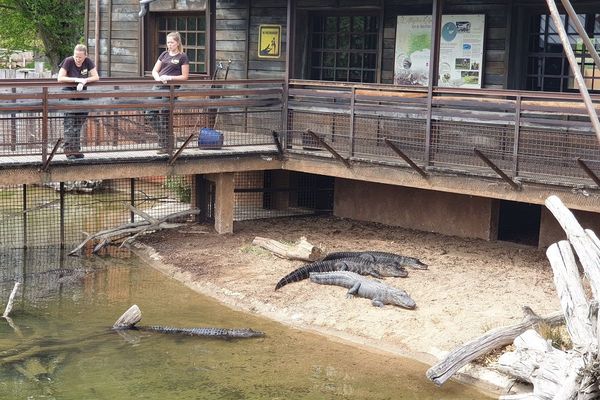 Les visiteurs pourront profiter des 700 animaux et des 30 attractions du Pal comme en temps normal.