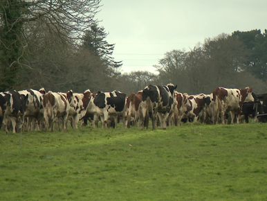 Lait Lactalis : un lot incriminé retrouvé en Auvergne - Le Puy-en-Velay  (43000)