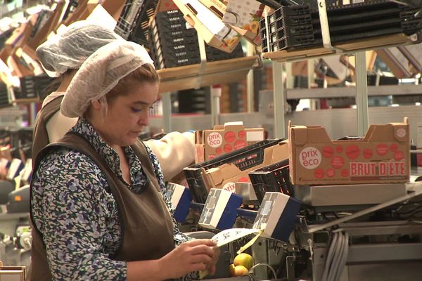 Au domaine des côteaux dans le Gard, les travailleuses viennent pour la grande majorité d'ailleurs.