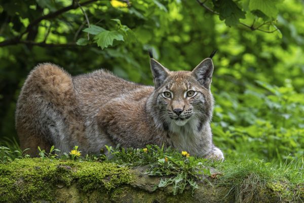 Le lynx boréal est de retour depuis 50 ans en France, on le trouve surtout dans le massif du Jura.