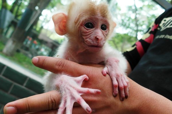 Les singes Rhésus, ici un petit albinos font l'objet de trafics pour alimenter parfois des laboratoires de recherche scientifique