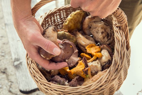 Le pharmacien est-il le bon interlocuteur pour reconnaître les champignons ?