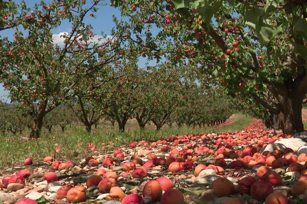 Samedi 15 juin, la grêle a touché des vergers du pays romanais ... pour certains arboriculteurs les pertes sont totales.