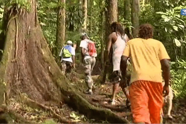 Des recherches dans la forêt d'Absalon en Martinique pour retrouver un traileur Rennais disparu