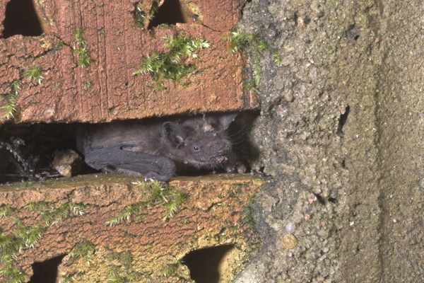 Les chauves-souris aiment se nicher dans les combles des habitations.