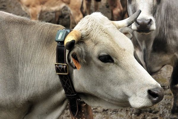 Les vaches portent un collier muni d'une puce électronique et un GPS 