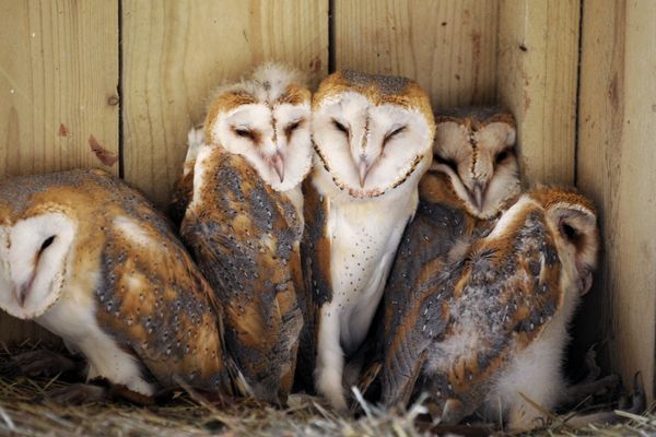 Le centre de la Ligue de protection des oiseaux (LPO) de Clermont-Ferrand a accueilli plus de 2000 oiseaux en détresse, un record. Parmi ces oiseaux sauvés, des chouettes effraies. 