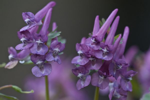 C'est cette petite fleur violette, la Corydalis solida, qui avait causé l'arrêt des travaux de la déviation de Jargeau le 29 mai 2019.