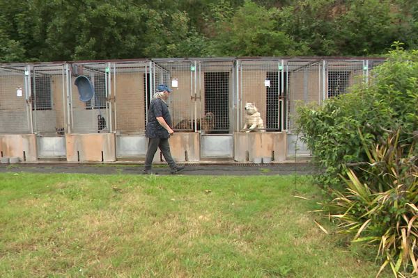 La SPA de Saint-Brieuc menacée de fermeture si des travaux de rénovation ne sont pas effectués