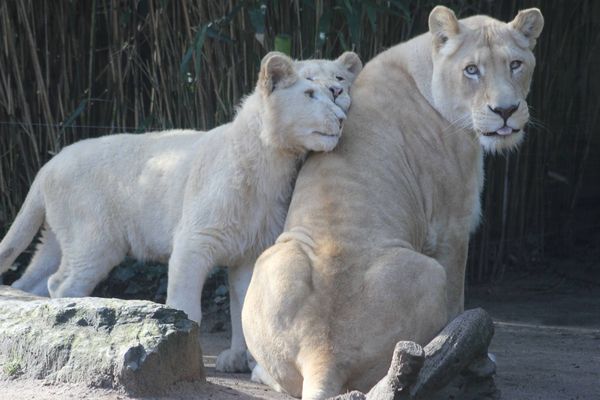 Dans les lodges du zoo, on peut s'endormir auprès des lions blancs.