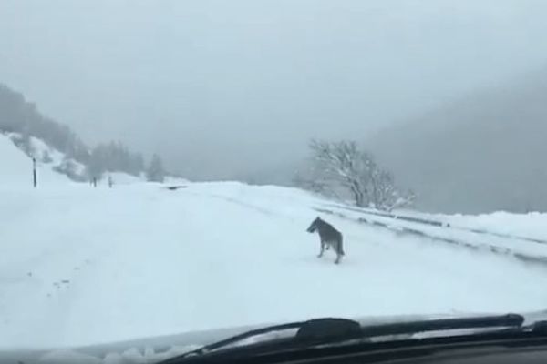 Un loup aperçu sur une route entre le col du Lautaret et Le Lauzet dans les Hautes-Alpes ce samedi 2 février.